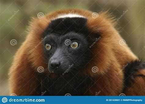 Portrait Of A Red Ruffed Lemur Stock Image Image Of Cute Critically