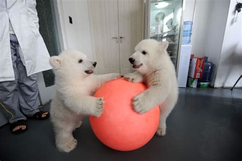 Polar Bear Cubs Born In China Celebrate Their First 100 Days Photos