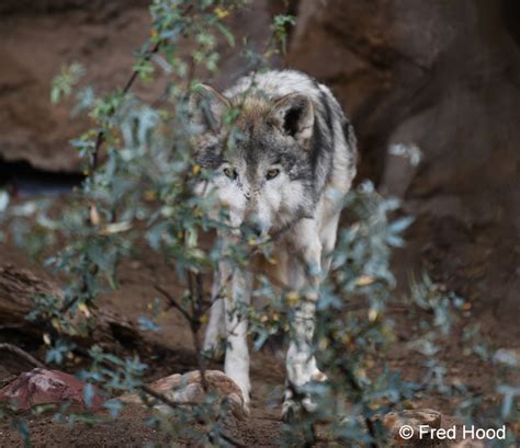 Mexican Wolf Zoochat