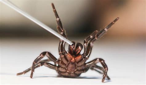 More Spiders Needed To Make Antivenom St George And Sutherland Shire Leader St George Nsw