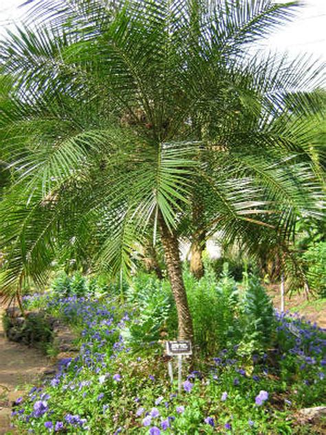 Why Are My Date Palm Fronds Browning Houston Chronicle