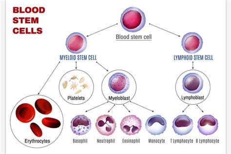 Blood Cells Poster Custom Designed Illustrations Creative Market