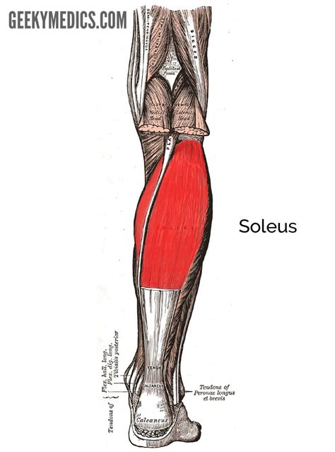 Muscles Of The Lower Leg Anatomy Geeky Medics