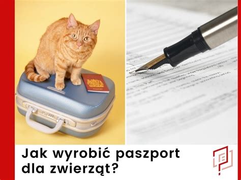 Paszport dla psa kota i innych zwierząt Rewal 2022 Ile kosztuje