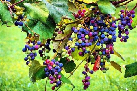 Rainbow Grapes Are They Real Oddity Central Collecting Oddities