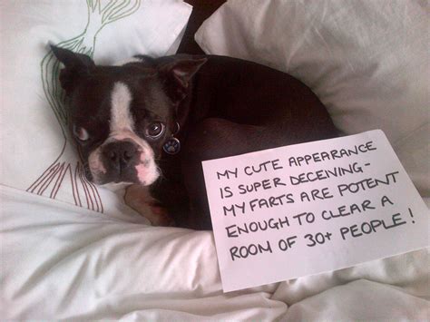 Photo Boris The Boston Terrier Takes Part In The New Dogshaming