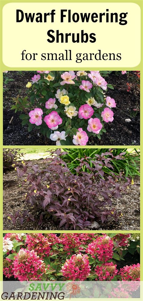 Learn how to grow these eight small evergreen shrubs. Dwarf Flowering Shrubs for Small Gardens and Landscapes