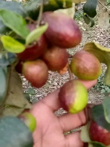 Orange Fruits Plants Kashmiri Apple Ber Plant For Garden At Rs 55piece In Nagpur