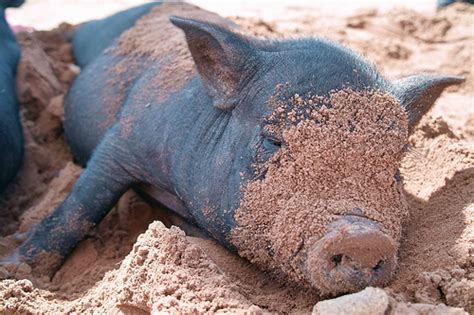 Pot Bellied Pig Its Nature