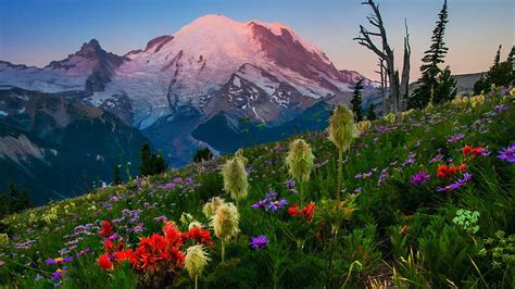 Cascade Range Washington Mount Rainier Flowers Blossoms Landscape