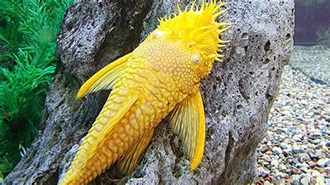 5 Effective Algae Eater Fish For Freshwater Aquariums Serenity