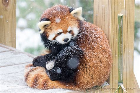Snow Leopards And Red Pandas In The Snow