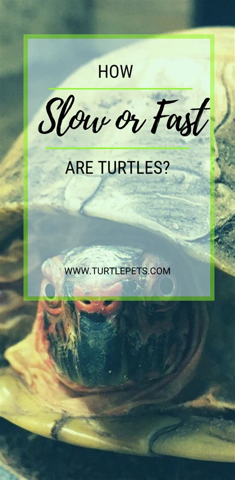 How Slow or Fast Are Turtles? in 2020 | Pet turtle, Cute reptiles