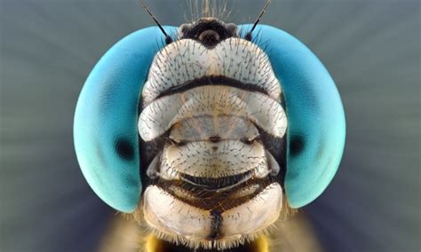 Face Your Fears Extreme Creepy Crawly Close Ups In Pictures Focusing On Wildlife