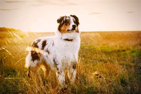 Australian Shepherd 6 Months Old Stock Photos Free And Royalty Free