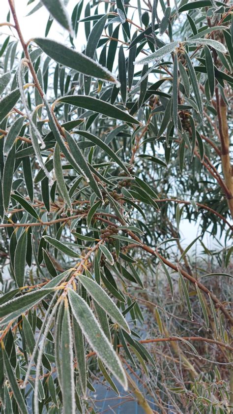 Eucalyptus Kybeanensis Kybean Mallee Ash Hardy Eucalyptus