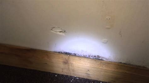 How to get rid of basement mold: Black Mold Basement Mold Hinsdale, IL - YouTube