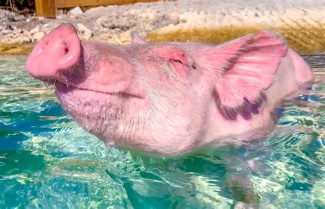Swim With The Pigs On Your Bahamas Cruise To Great Stirrup Cay Ncl
