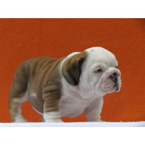Looking for the perfect name for your new dog? male and female english bulldog puppies for sale in Los ...