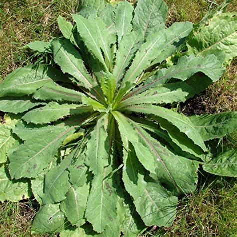 Wild Lettuce Seeds Lactuca Virosa 50 Rare Medicinal Herb Seeds In