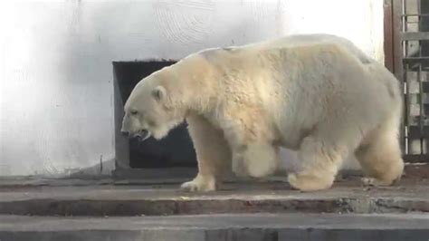 Yoshi The Polar Bear Белый медведь Ёши Walks Around At The Exhibit Of