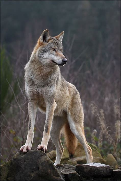 1000 Images About Wolves On Pinterest Wolf Love Wolves