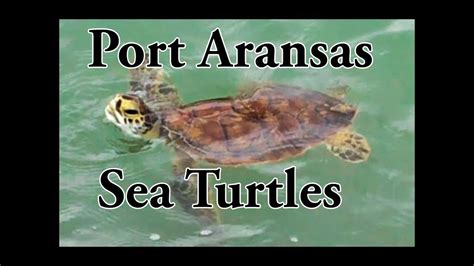 Sea Turtles At Port Aransas Texas YouTube