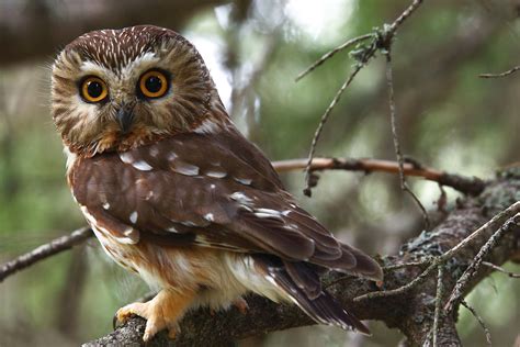 An Owl Trapped In A Christmas Tree Once Traveled From Oregon Into