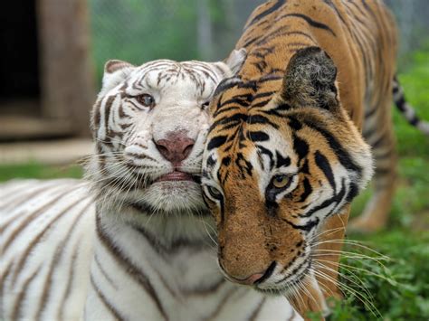 Keeper Tessas Blog 72120 Carolina Tiger Rescue