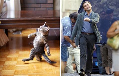 16 Funny Cats That Resemble Other Things World Inside Pictures