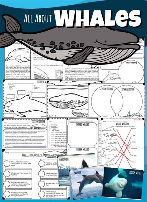 whales lesson  facts worksheets printables