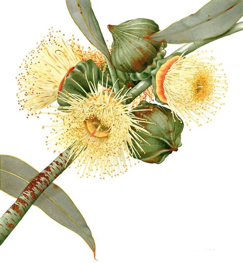 In Bloom The Art Of Drawing And Painting Australian Plants In