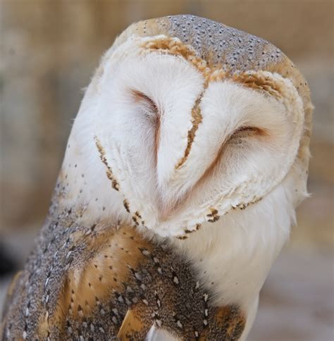The Beautiful Barn Owl One Of The World S Most Common Birds