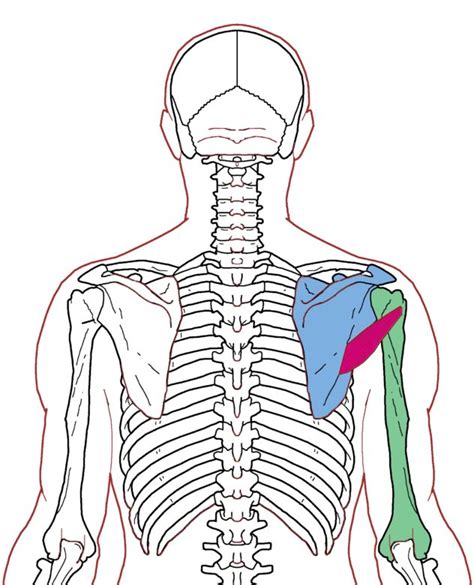 Teres Minor Functional Anatomy Integrative Works