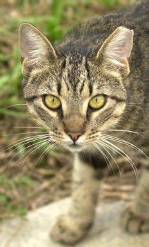Their immunity is generally weaker so ear mites will choose. Humane Society of Eastern Carolina: Feral Cats - Wild ...