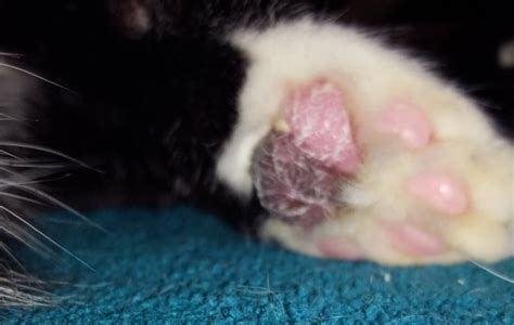 Holistic Regimen For Pododermatitis Or Pillow Foot In Cats
