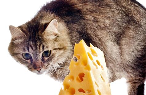 Cats should never have onion, garlic, kelp, grapes or raisins, sugary treats, chocolate, and alcoholic or caffeinated drinks, even in small doses. Can Cats Eat Cheese?