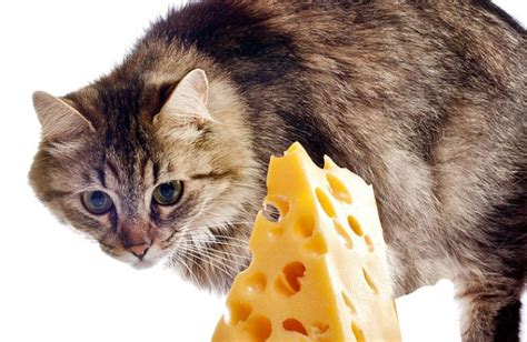 That includes everything from cream cheese and cottage cheese to feta, parmesan, blue cheese and even most complete cat food recipes will incorporate some healthy vegetables like carrots, asparagus, broccoli. Can Cats Eat Cheese?