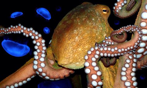 The Ultimate Octopus Quiz Howstuffworks