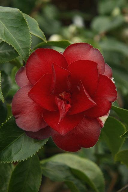 Camellia Black Magic Japonica A Very Dark Waxy Red Flower