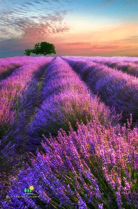 Evening Light Over A Lavender Field Provence France By Tiberio