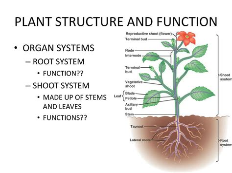 Ppt Plant Structure And Function The Last Chapter Powerpoint Presentation Id