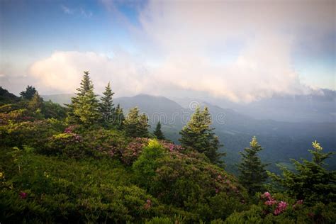 Roan Mountain Spring Rhododendron Blooms 9 Stock Image Image Of
