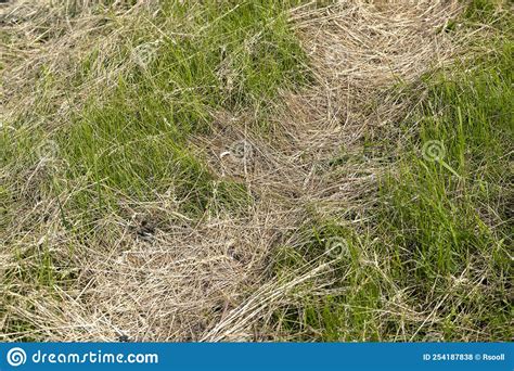 Drying Of Grass For Obtaining And Storing Hay Stock Photo Image Of
