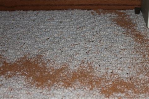 tiny ants in carpet - cfcpoland