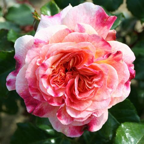 Rose 'Designer Sunset Patio Standard' - Cowell's Garden ...