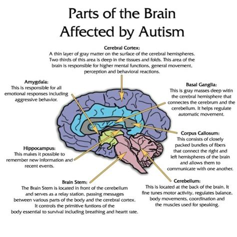 How Does Autism Affect Cognitive Development Franklin Morrisons