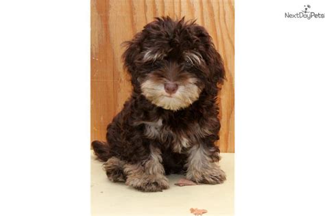 Enter your email address to receive alerts when we have new listings available for havanese puppies for sale. Havanese puppy for sale near San Francisco Bay Area ...
