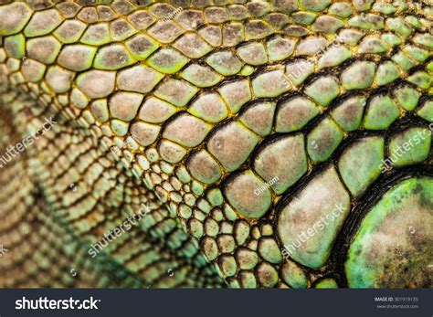Colorful Iguana Reptile Skin Close Up Reptile Skin Iguana Reptile