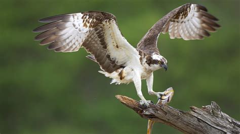 Osprey Facts And Information Trees For Life